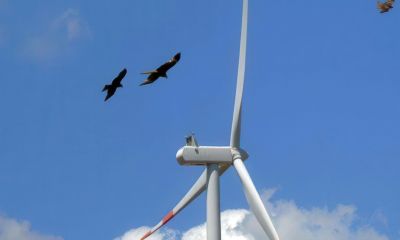 Energie rinnovabili e biodiversità, una sentenza che farà storia