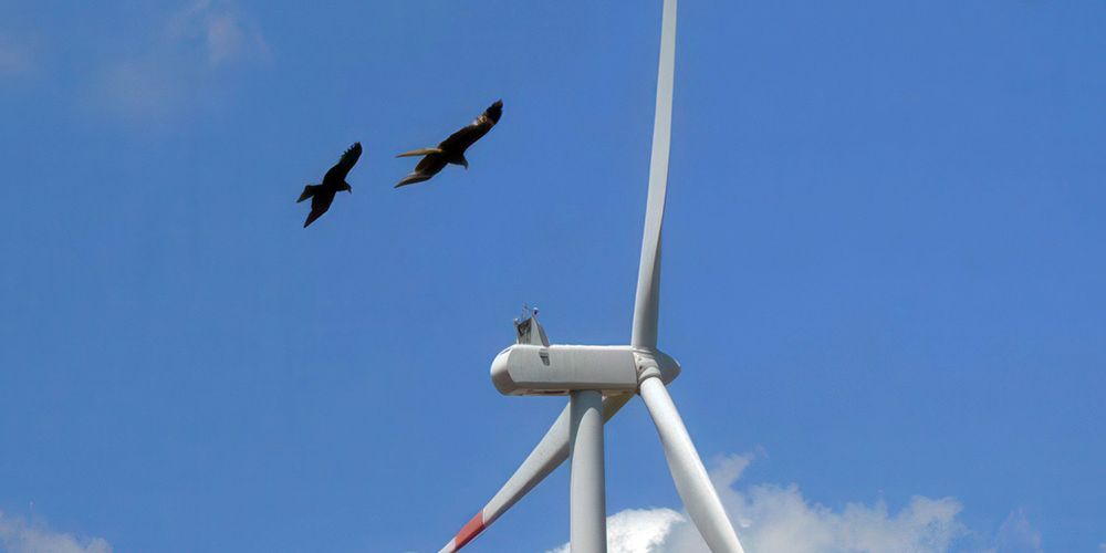 Energie rinnovabili e biodiversità, una sentenza che farà storia