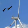 Energie rinnovabili e biodiversità, una sentenza che farà storia